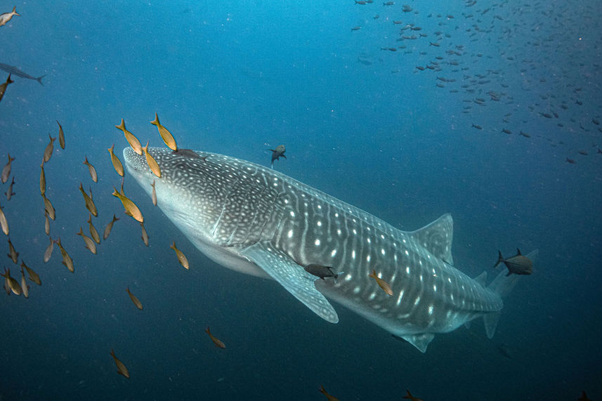 Tubarão Baleia - Tiburon Explorer