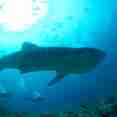 Marine Life - Blue