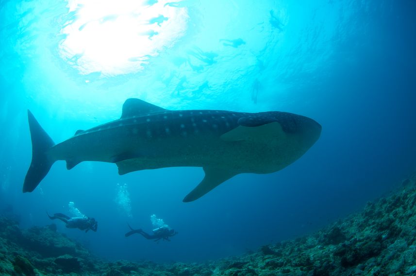 Marine Life - Blue