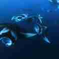 Marine Life - Blue