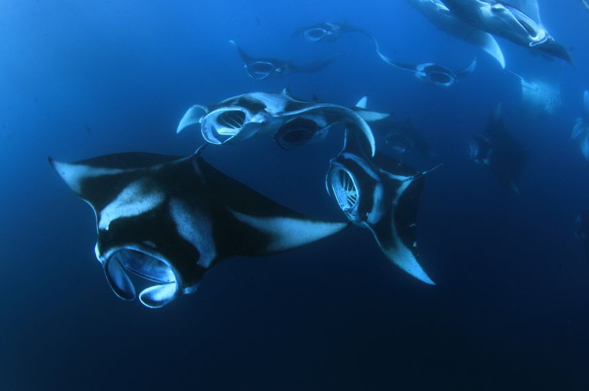 Marine Life - Blue
