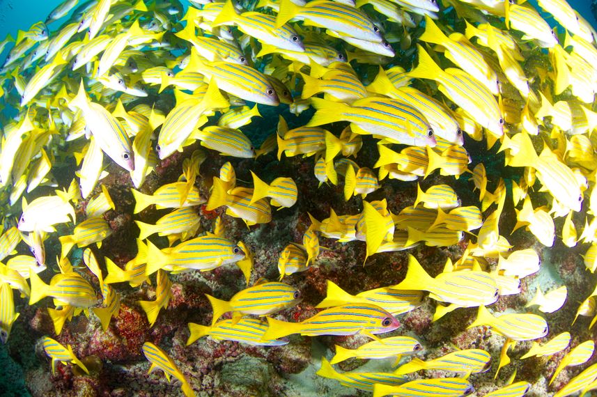 Marine Life - Blue