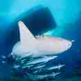 Marine Life - Blue