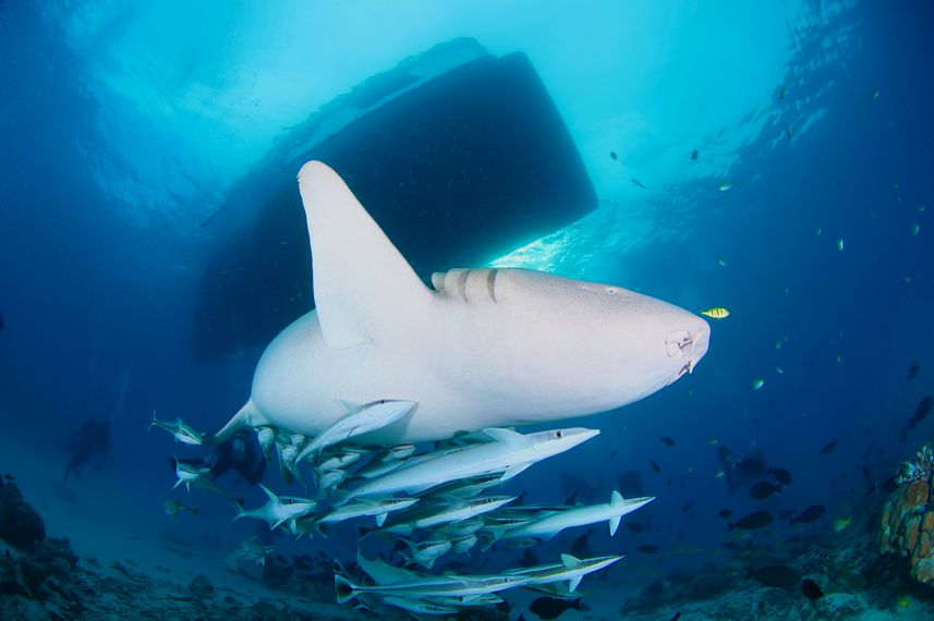 Marine Life - Blue