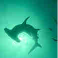 Marine Life - Blue