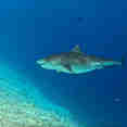 Marine Life - Blue