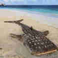 Sand Whale