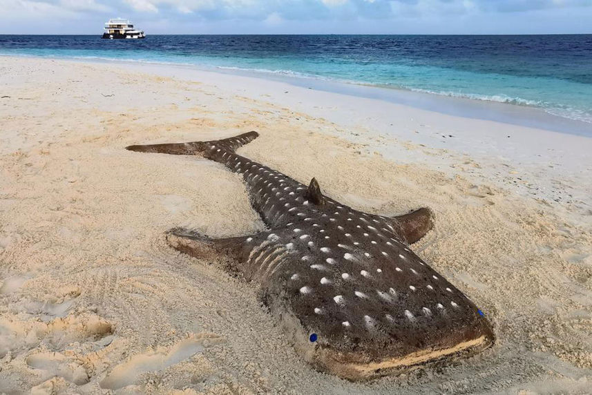 Sand Whale