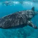 Whale Shark - Blue