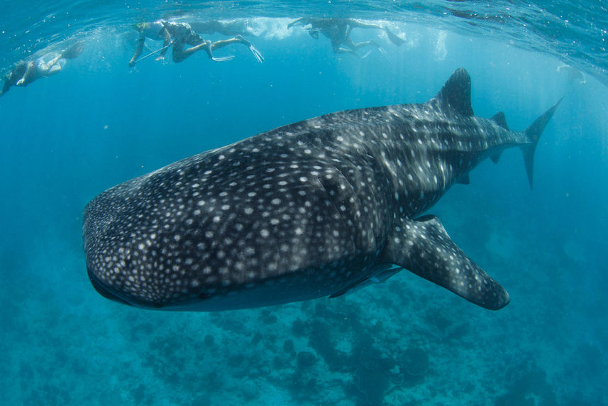 Tiburon ballena - Blue