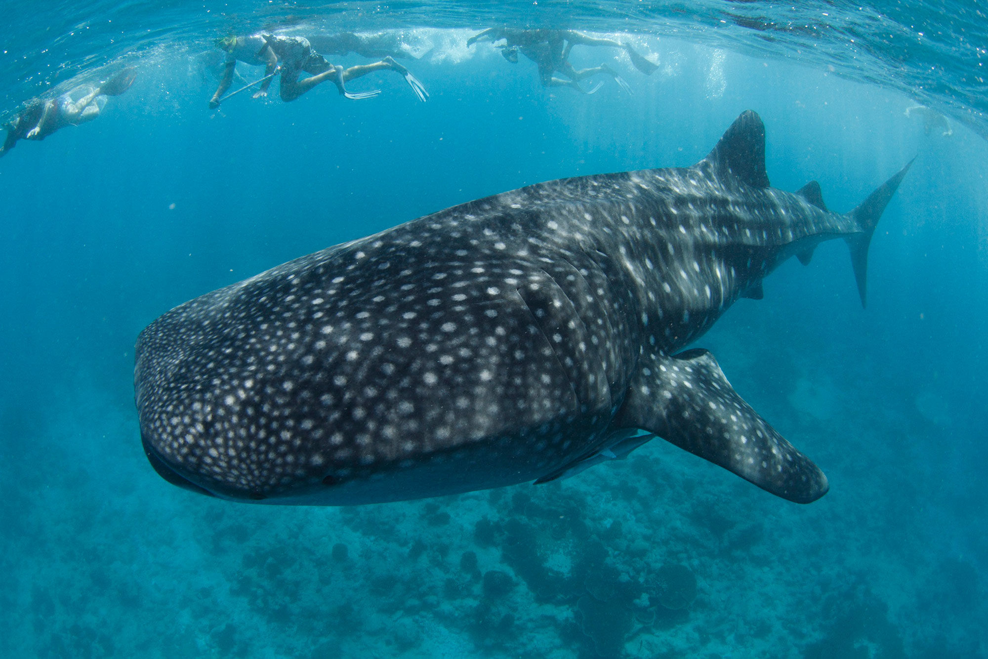 Requin baleine - Blue