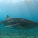 Whale Shark - Blue