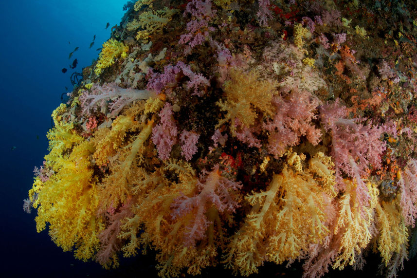 Marine Life - Philippines Aggressor