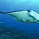 Manta Ray  - Philippines Aggressor