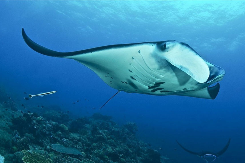 Manta Ray  - Philippines Aggressor