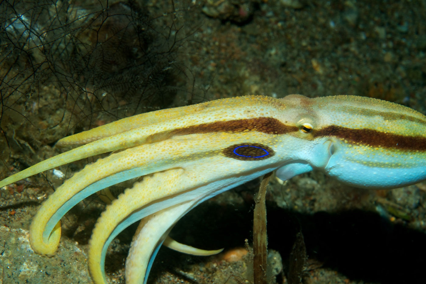 Marine Life - Philippines Aggressor