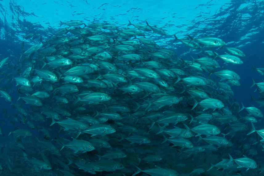 Marine Life - Philippines Aggressor