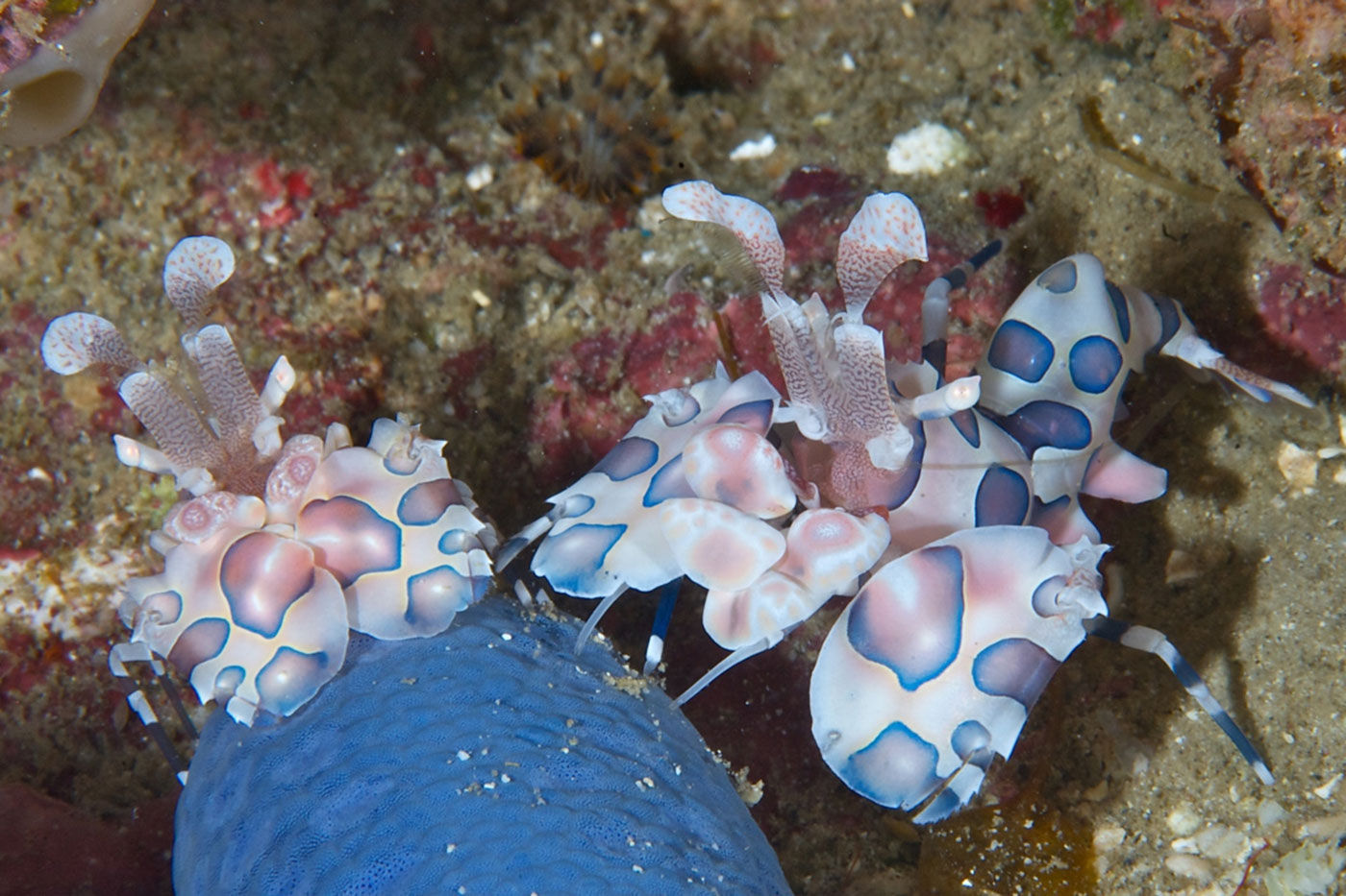 Marine Life - Philippines Aggressor