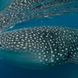 Whale Shark - Philippines Aggressor