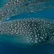 Whale Shark - Philippines Aggressor