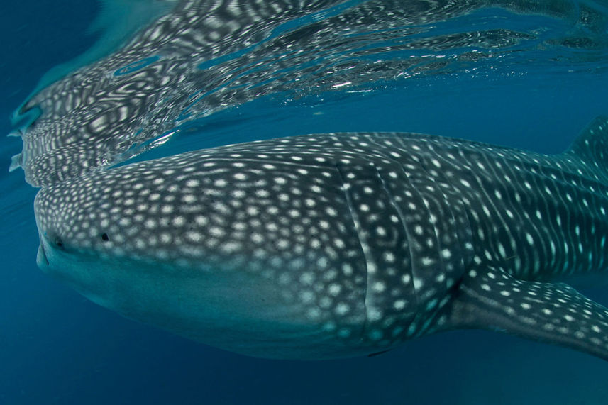 Requin baleine - Philippines Aggressor