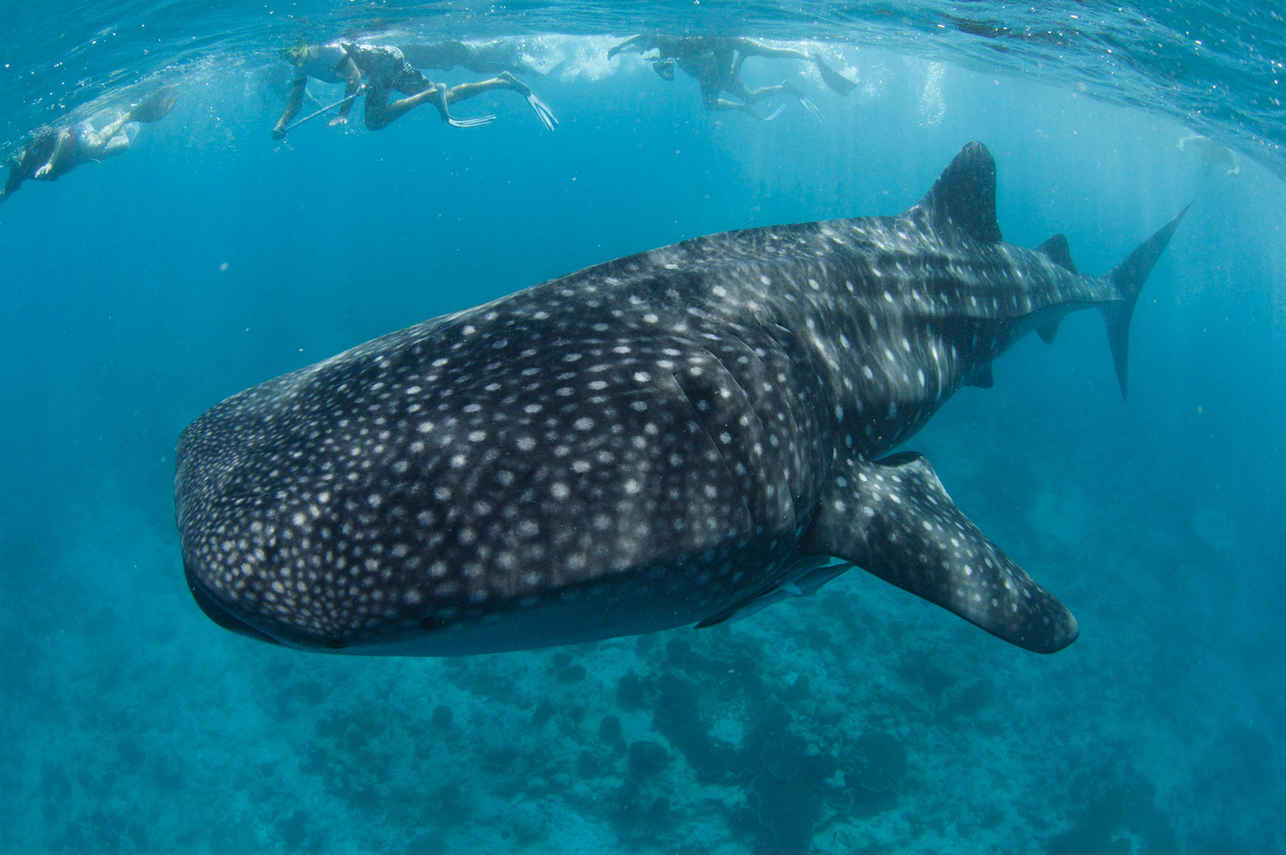 Requin baleine - Blue