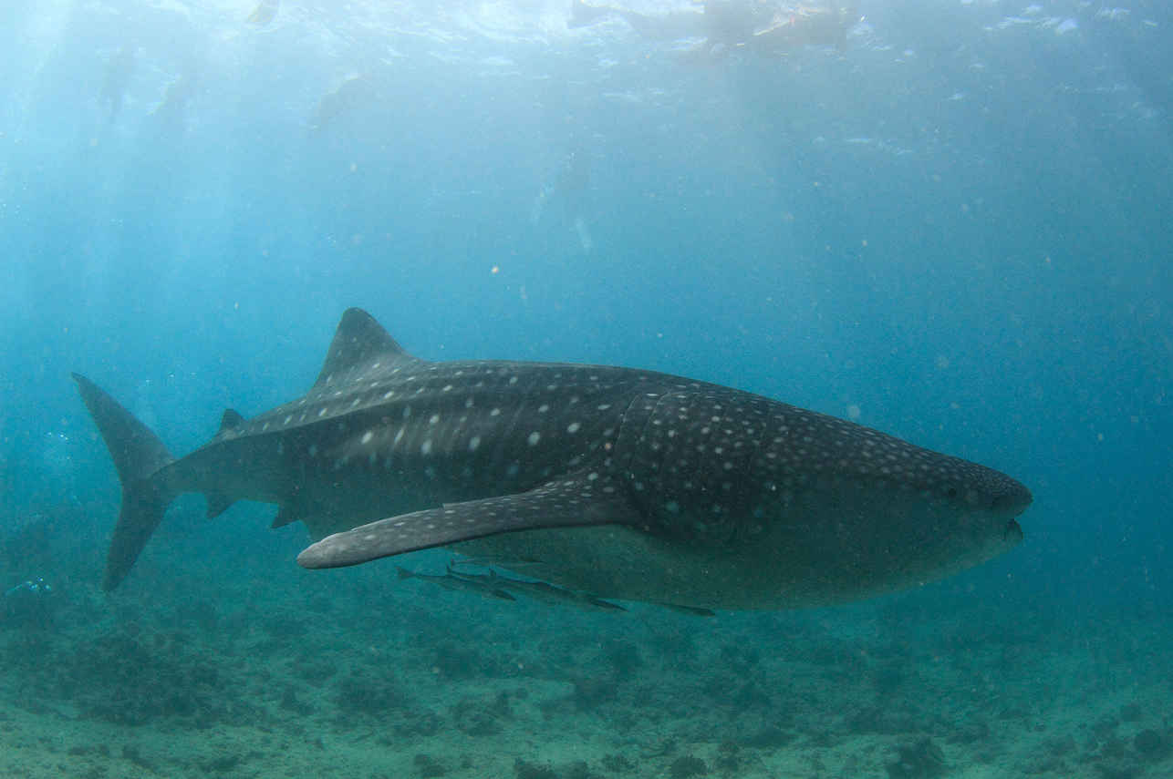 Requin baleine - Blue
