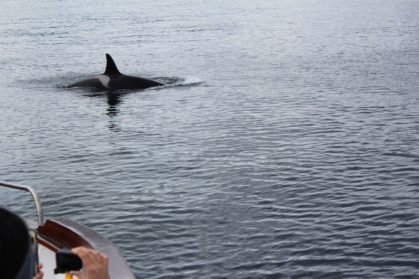 Whale Watching Expeditions