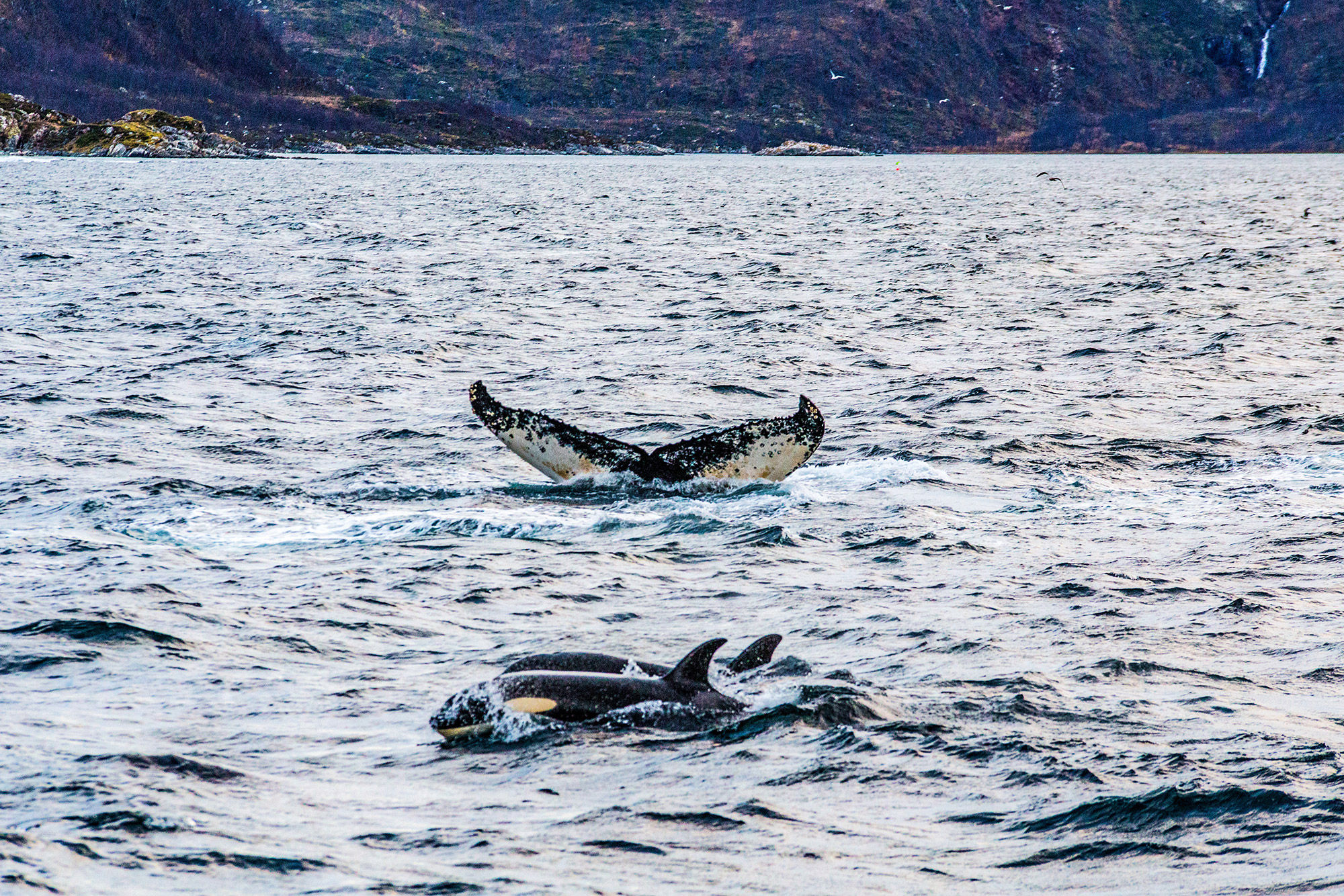 Whale Watching Expeditions