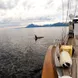 Whale Watching