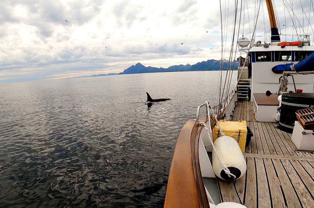 Whale Watching