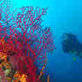 Melina Corals