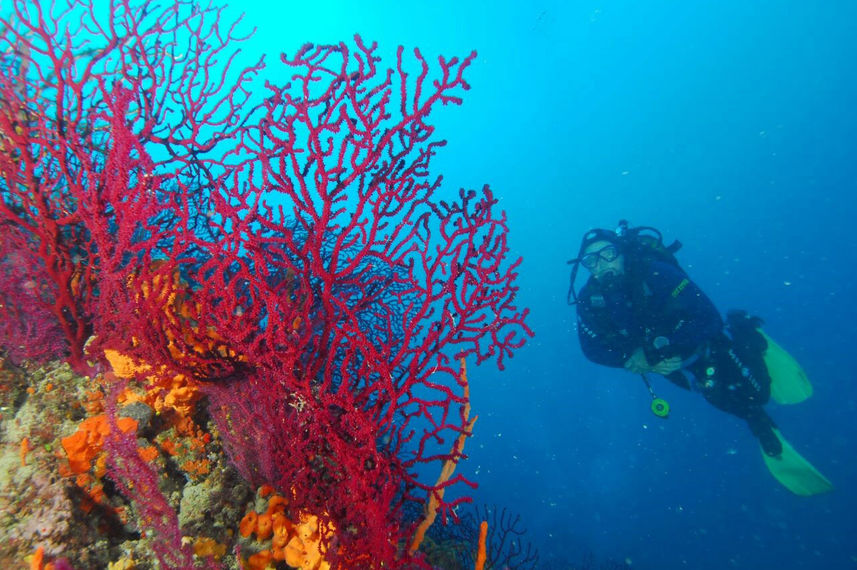 Melina Corals