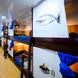 Cabina bunk  - Andaman