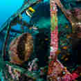 Wreck Diving - Silky