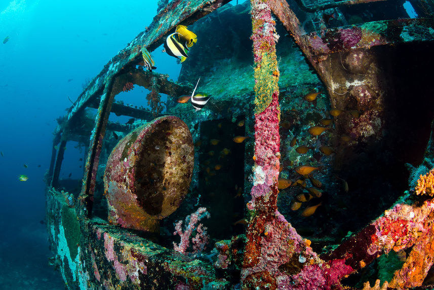 Wreck Diving - Silky