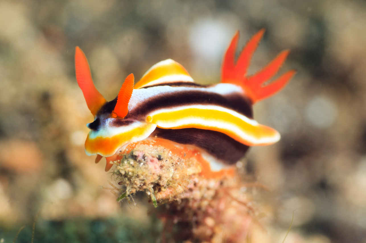 Marine Life - Dune Silky