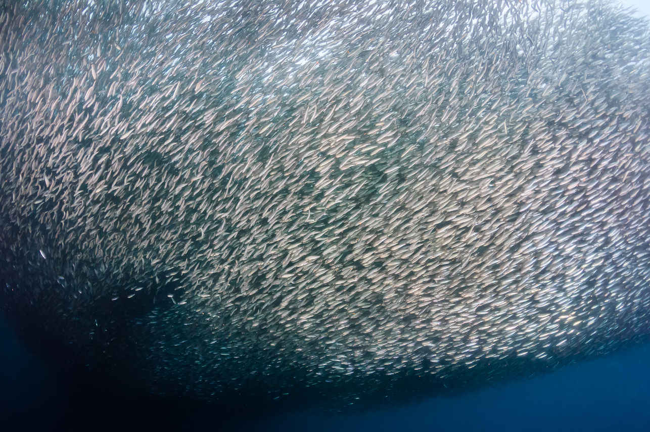 Vida Aquatica  - Dune Silky