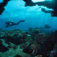 Diving