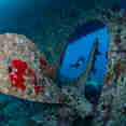 #marinelife  - Ghazala Explorer