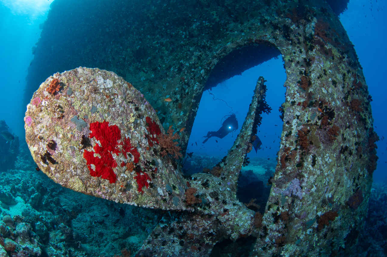 #marinelife - Ghazala Explorer