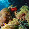 #marinelife  - Ghazala Explorer
