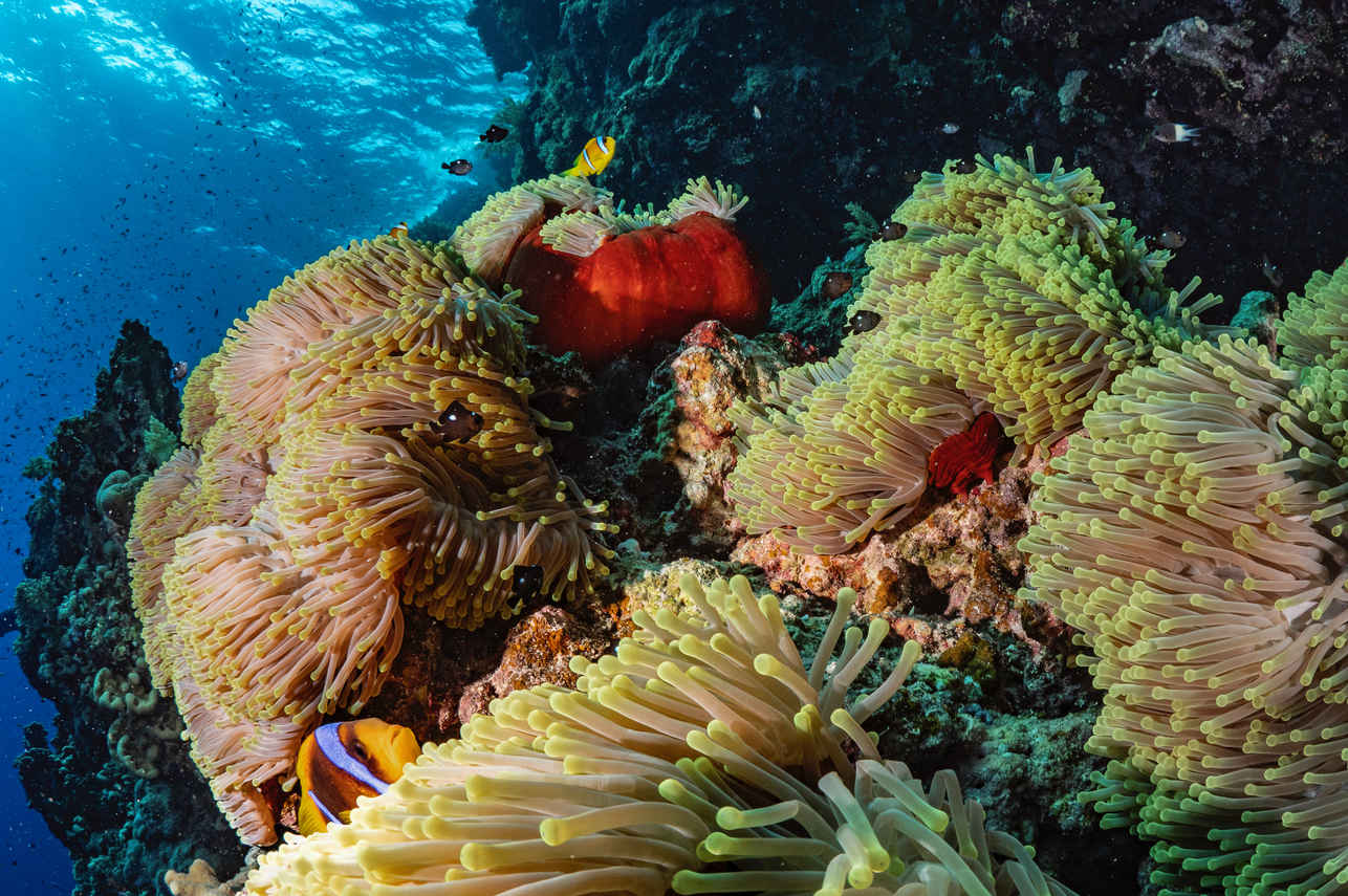 #marinelife - Ghazala Explorer