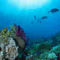 #marinelife  - Ghazala Explorer