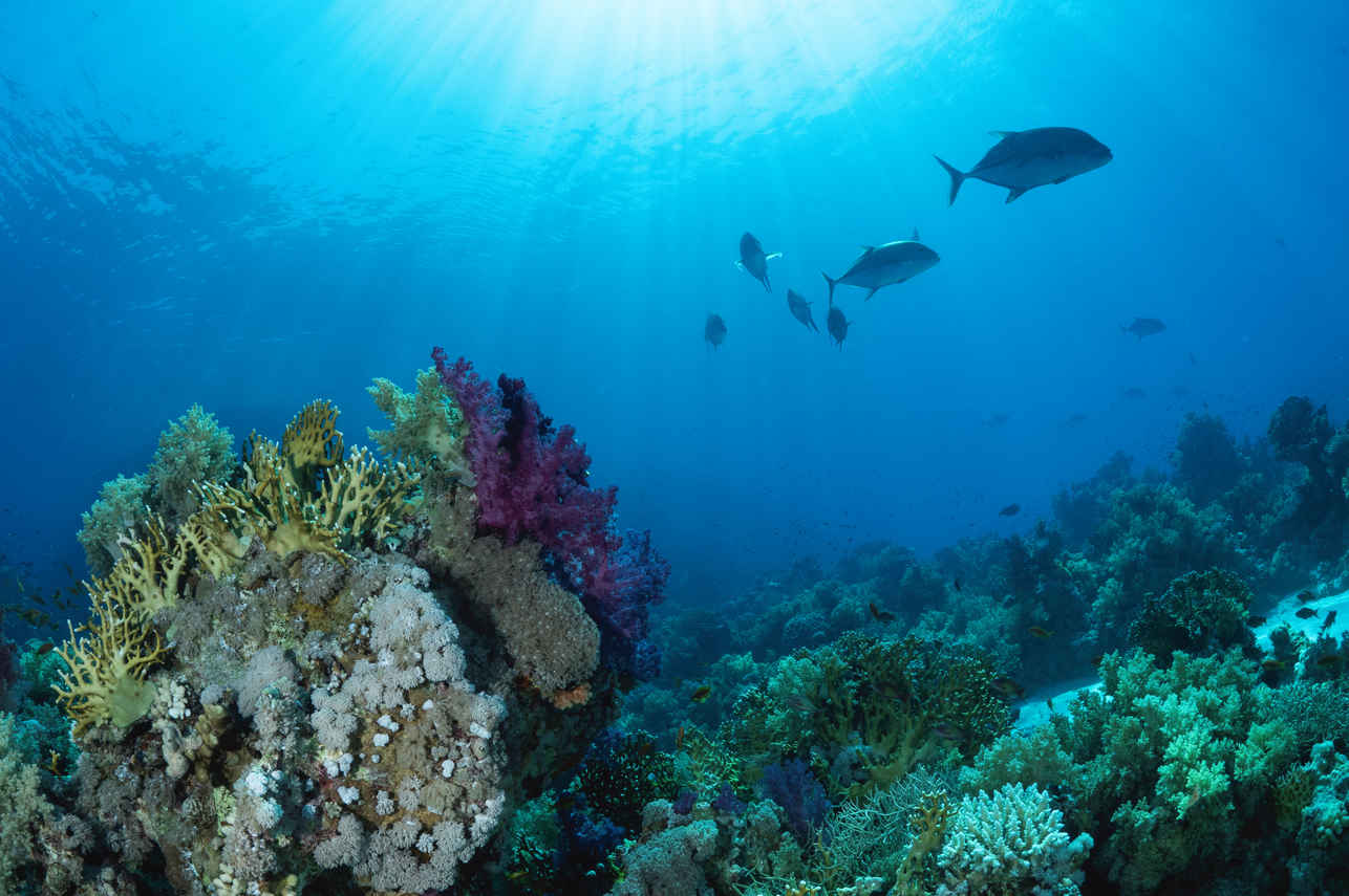 #marinelife - Ghazala Explorer