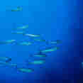 #marinelife  - Ghazala Explorer