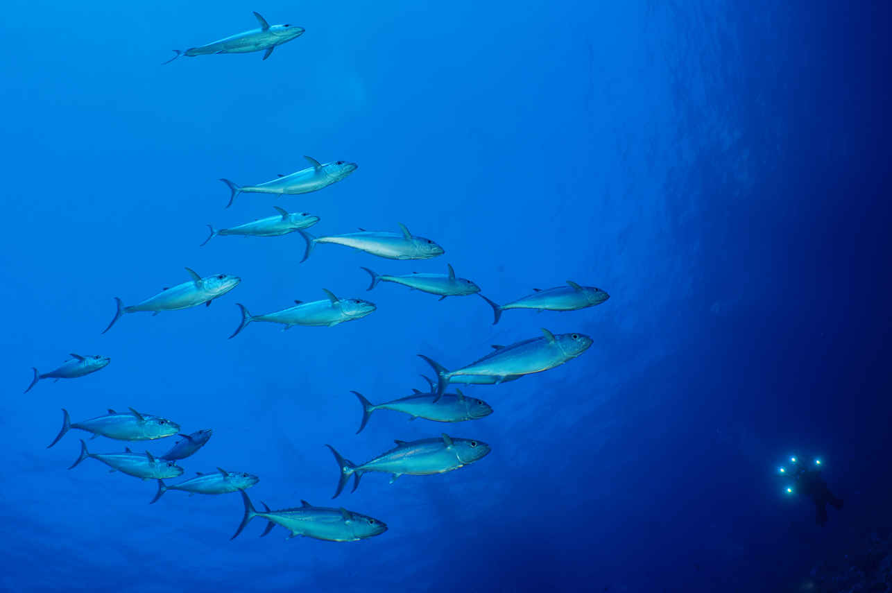 #marinelife - Ghazala Explorer