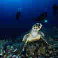 #marinelife  - Ghazala Explorer