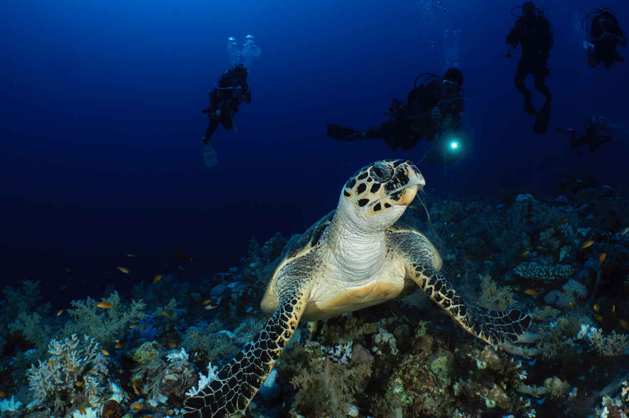 #marinelife - Ghazala Explorer