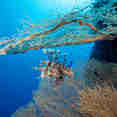 #marinelife  - Ghazala Explorer